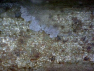 The warding of a key that has been used for impressioning via copying (wax).